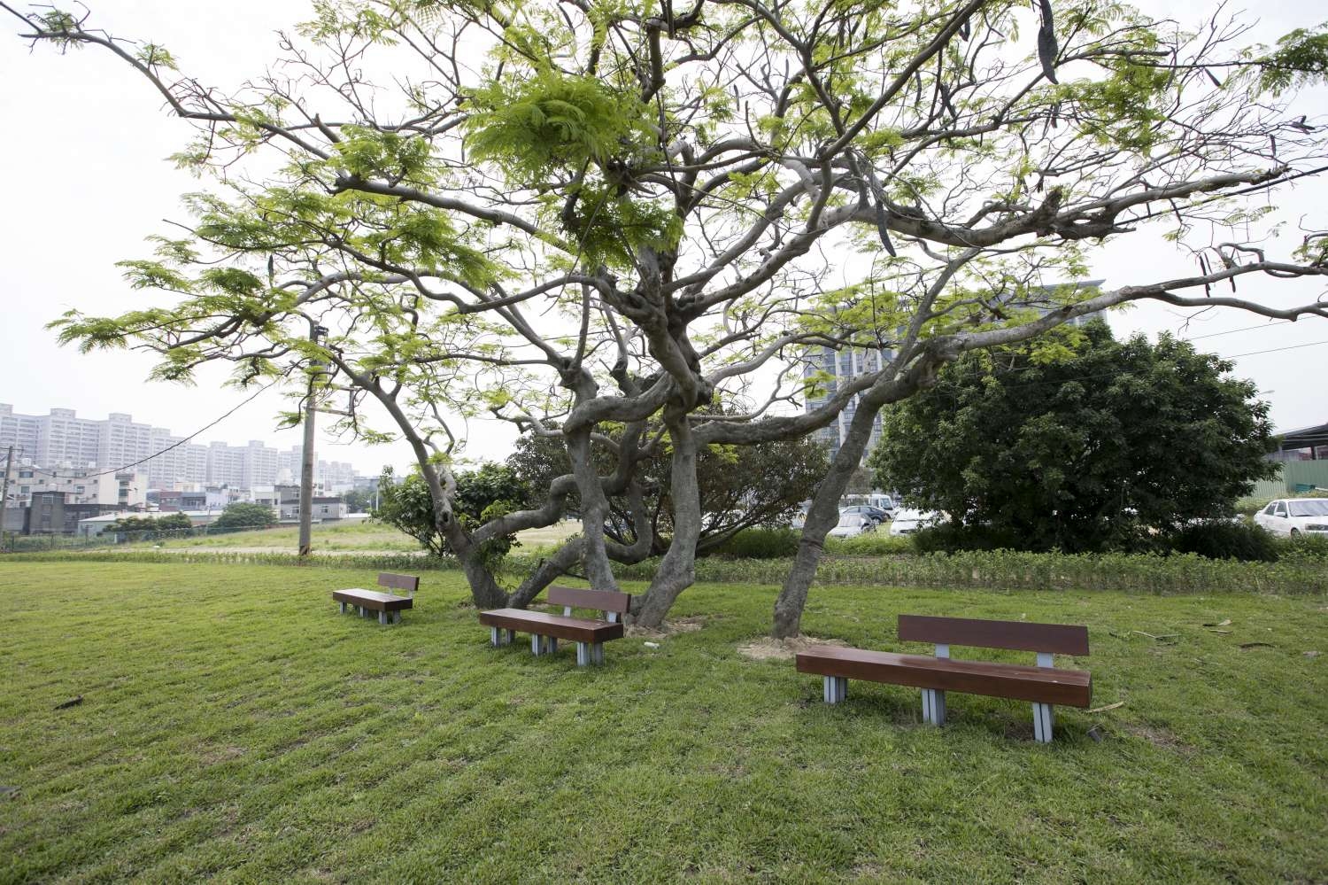樹林頭公園擴建區新增大樹下座椅，提供民眾舒適休憩空間|