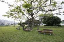 樹林頭公園擴建區新增大樹下座椅，提供民眾舒適休憩空間